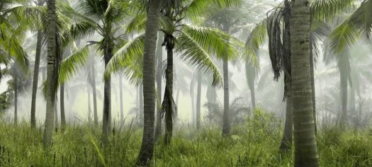 palm trees, grass, field